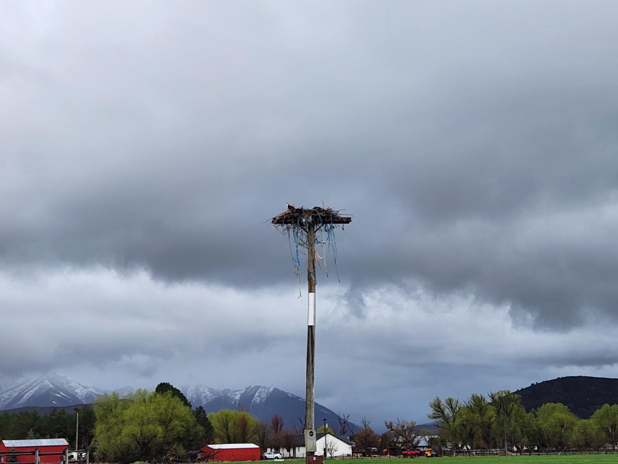 Bird nest on a power pole.